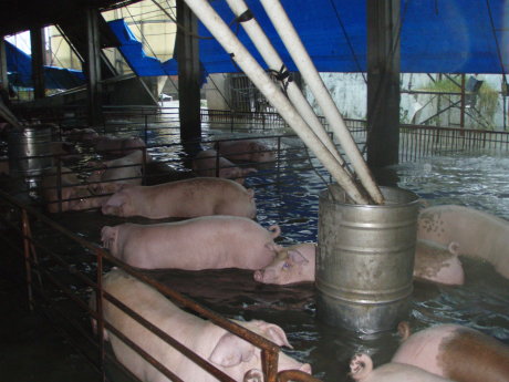 種豬被困在單獨圈養的圍欄裡，逃生不及而溺斃（照片提供／屏東養豬協會） 