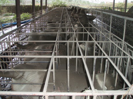 破損的豬舍和待援的豬隻（照片提供／屏東養豬協會） 