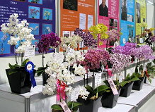 圖7 展示國內蘭花育種者培育之新品種