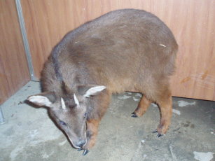 圖5 台灣山羌屬於保育類野生動物，長期面臨被獵捕的壓力