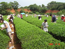 圖4 辦理製茶體驗活動（桃園縣農會提供）