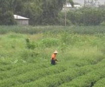 圖4 辛勤照顧茶園的茶農