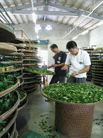 圖5 茶廠製茶過程