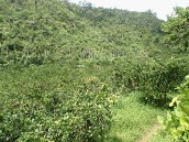 圖6 山坑柚子園