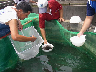 圖4 估計魚苗數量，準備打包、配售