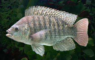 圖2 新雜交品系的單雄性吳郭魚