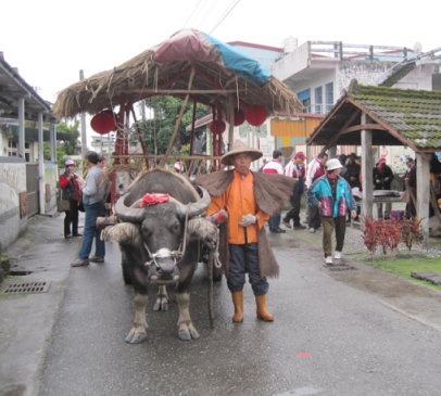 花蓮縣光復鄉大全社區，陳權利先生帶著牛牛「阿美」前來幫忙
