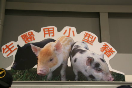 享譽國際之生醫用小型豬展示