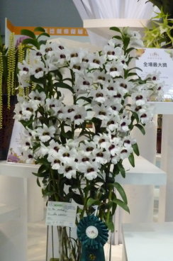 圖7 2011台北國際蘭展發表之拖鞋蘭類得獎花風采