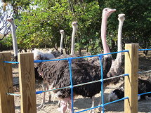 圖1 鴕鳥成鳥，高度約2公尺