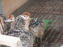 圖5  在地板保溫半開放式育雛設備內的小鴕鳥