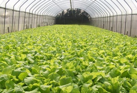 吉園圃蔬菜設施生產