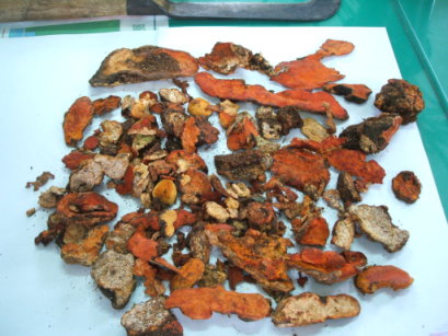 查緝違法嫌犯後所取出的上等牛樟芝 