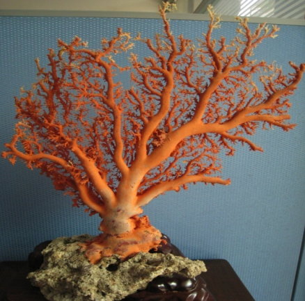 圖1 深海寶石珊瑚成長率低，一經採捕或破壞，生態回復期間長，限制珊瑚漁船單船年漁獲量200公斤