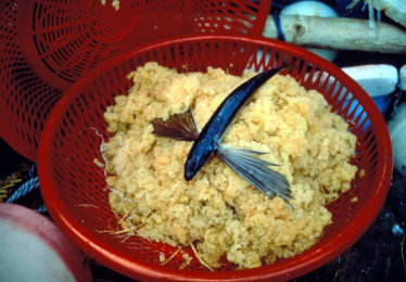 圖2 飛魚資源減少或消失了，將使得海洋食物鏈出現斷層