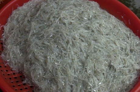 圖 3 魩鱙為食物階層底層生物，大量捕捉會造成餌料生物缺乏 