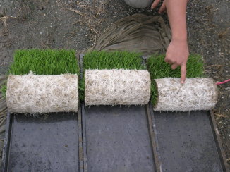 04溫湯消毒培育健康優質有機秧苗根系生長旺盛