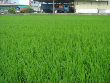 05溫湯消毒有機秧苗插秧後生長情形