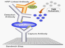 圖1 口蹄疫非結構蛋白抗體檢測Sandwich ELISA的應用原理