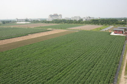 設置大面積有機農業專區，可避免鄰田污染，提高經營效率 