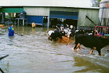 酪農引導牛隻涉水撤離（照片提供／ 酪農協會）