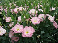 港鄉生產的洋桔梗（照片新港鄉農會提供）