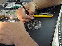 圖 1 採集到的葉蟎製成玻片標本，並利用簡單裝置，供後續拍攝葉蟎照片