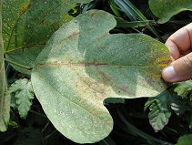 圖 2 葉蟎聚集葉背葉脈處為害，造成褐色塊 