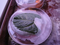 圖 5 利用培養皿及葉片飼育葉蟎 