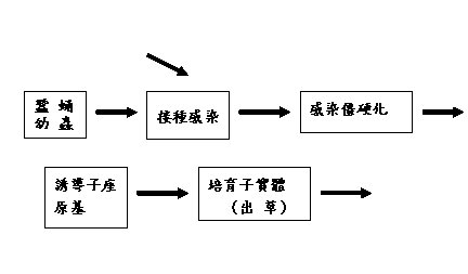附圖 家蠶蟲草生產流程