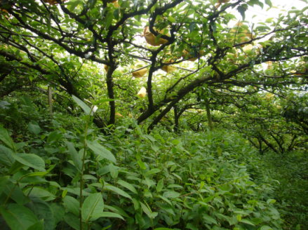 03推動草木共生的梨園