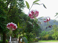  平溪鄉農會積極保育的台灣原生植物艷紅鹿子百合