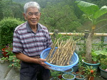 平溪的原生山藥，雖然體型小，但是口感香Q，滋味讓人懷念