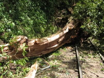  斷裂的「森氏櫟」重達7.588噸，倒樹與森林鐵路位置示意圖