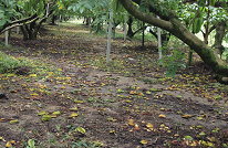 東方果實蠅危害後所掉落之楊桃果實