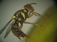 東方果實蠅產卵危害