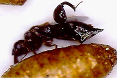 格氏突闊小蜂產卵寄生