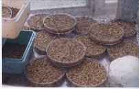  大量繁殖格氏突闊小蜂情形