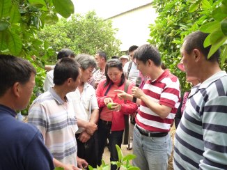 圖 1 田間實地教導農民 辨識危害文旦的小黃薊馬 