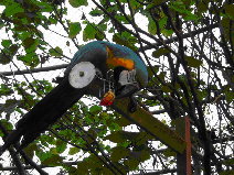 增加收容環境多樣性設施,保持動物的正常行為:在鐵網罐中放置水果或蔬菜等食物,讓鸚鵡用挖取的方式慢慢得到食物,藉此來維持他們正常行為