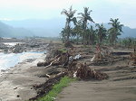 大面積的椰子園在八八風災中流失