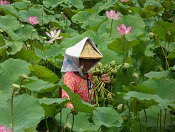 採收蓮藕季節,社區志工臉上露出豐收喜悅