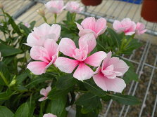 圖1 日日春新品種「桃園2號—桃花女」