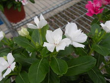 圖2 日日春新品種「桃園4號—夏雪」