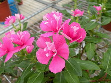 圖3 日日春新品種「桃園3號—紅蝴蝶」