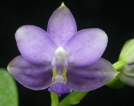 農業試驗所育成之藍紫色系的蝴蝶蘭新品(B)Dtps. Tariflor Blue Ray 