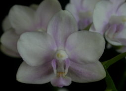 農業試驗所育成之藍紫色系的蝴蝶蘭新品(C)Dtps. Tariflor Blue Pride花朵