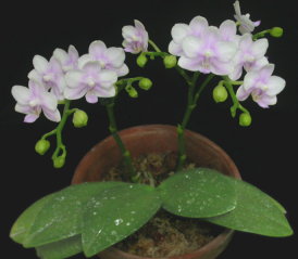 (D) Dtps. Tariflor Blue Pride植株。