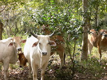 圖1 重視動物福祉,須提供有機畜禽接觸土地、陽光及新鮮空氣之生長環境