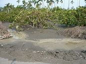 98年莫拉克颱風屏東縣蓮霧園遭埋沒情形